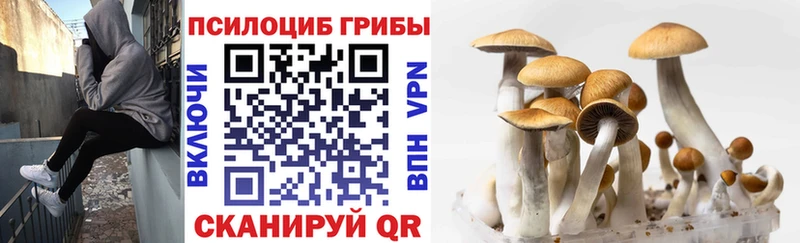 Псилоцибиновые грибы Psilocybe  Старый Крым 